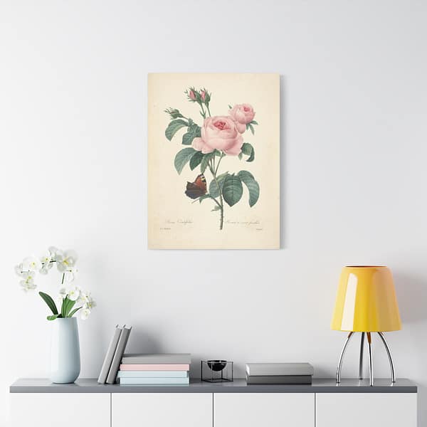 1314882266444859248_2048-1.jpeg Rosa Centifolia (Rosier à cent feuilles) – Pierre-Joseph Redouté (c. 1817-24) – Botanical Canvas Print