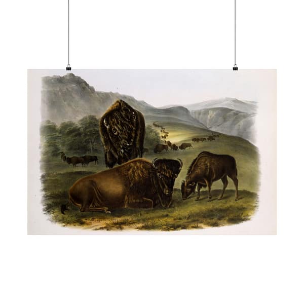 13269233193518580405_2048-1.jpeg Bos Americanus, American Bison or Buffalo, plate 57 – John James Audubon (1845) – Natural History Poster Print