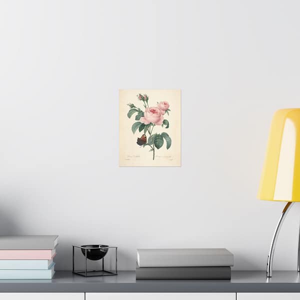 13336574360663385422_2048-1.jpeg Rosa Centifolia (Rosier à cent feuilles) – Pierre-Joseph Redouté (c. 1817-24) – Botanical Poster Print