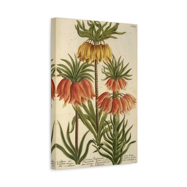 13595045466151913930_2048-1.jpeg Phytanthoza iconographia, Vol. 3, plate 662 – Johann Wilhelm Weinmann (1742) – Botanical Canvas Print