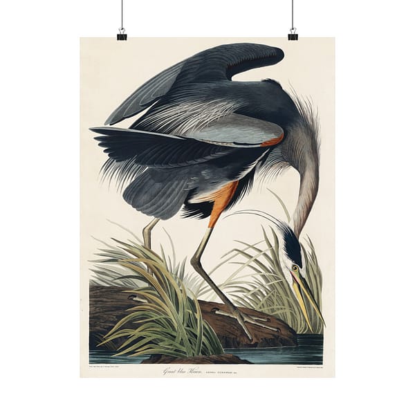 13713484735318839999_2048-1.jpeg Great Blue Heron, Birds of America – John James Audubon (1834) – Natural History Poster Print