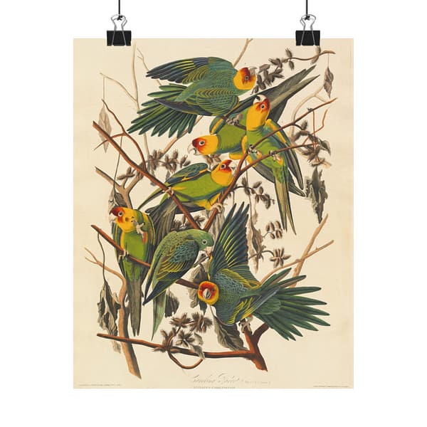 13784111780976786857_2048-1.jpeg Carolina Parakeet, Birds of America – John James Audubon (1828) – Natural History Poster Print