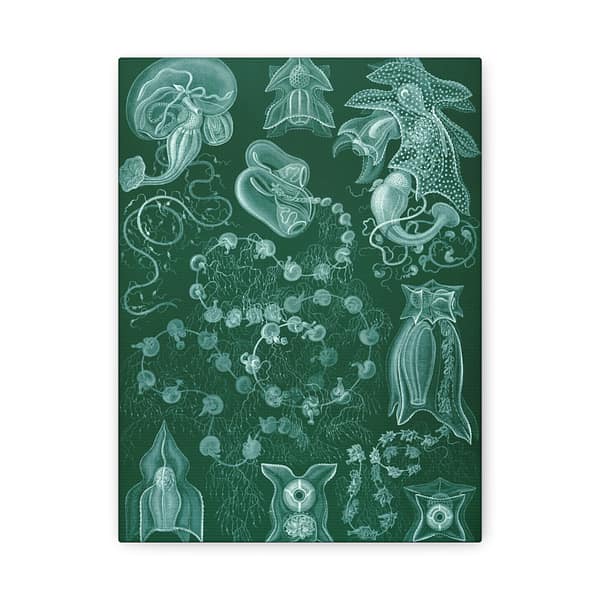 13891209412593661337_2048-1.jpeg Siphonophorae, Kunstformen der Natur, plate 77 – Ernst Haeckel (1904) – Natural History Canvas Print