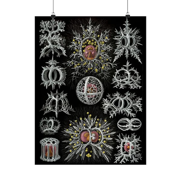 14056952408922532685_2048-1.jpeg Radiolaria, Stephoidea – Kunstformen der Natur, plate 71 – Ernst Haeckel (1904) – Natural History Poster Print