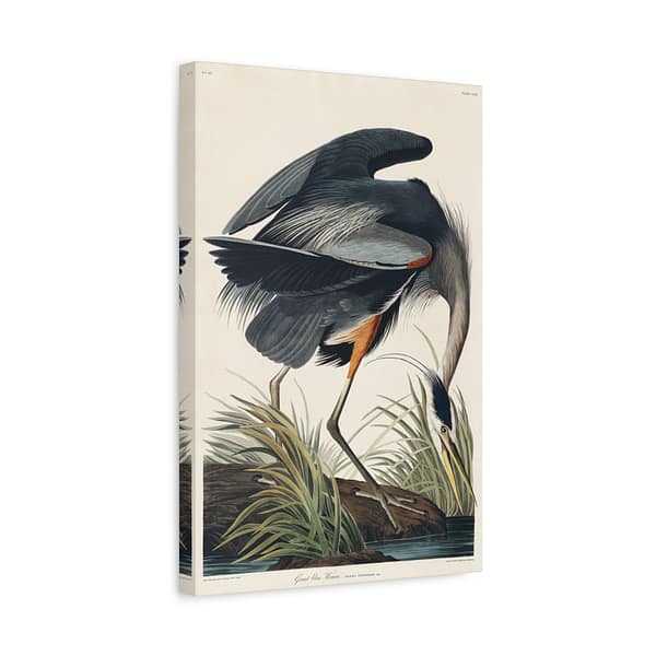14303976015290152817_2048-1.jpeg Great Blue Heron, Birds of America – John James Audubon (1834) – Natural History Canvas Print