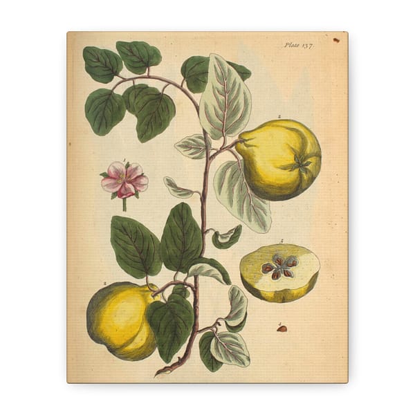 14709355341066853802_2048-1.jpeg Elizabeth Blackwell - Quinces (Cydonea, or Mala cotonea major) - A Curious Herbal (1737) - Botanical Canvas Wall Art, Natural History Print