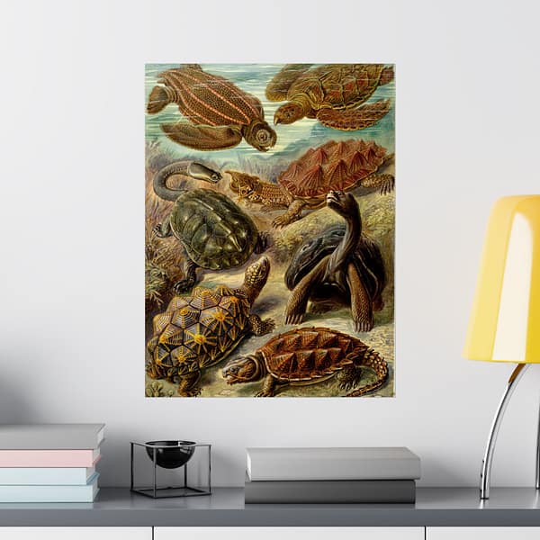 14802264469973953239_2048-1.jpeg Sea Turtles & Tortoises (Chelonia), Kunstformen der Natur – Ernst Haeckel (1904) – Natural History Poster Print