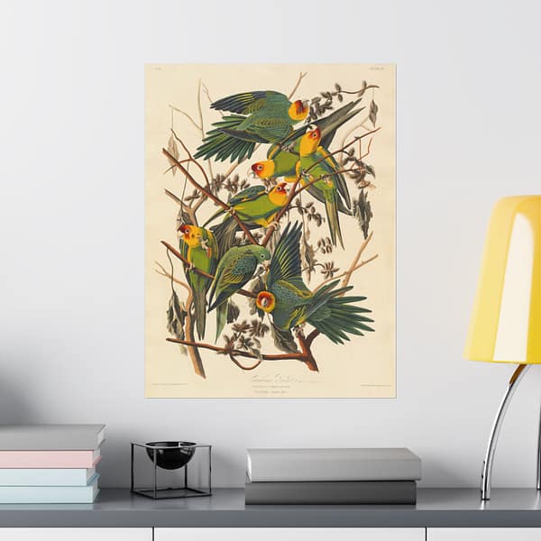 14980904325103344957_2048-1.jpeg Carolina Parakeet, Birds of America – John James Audubon (1828) – Natural History Poster Print