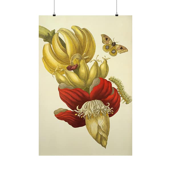 15041690922217085966_2048-1.jpeg Banana Flower and Fruit, Metamorphosis Insectorum Surinamensium – Maria Sibylla Merian (1705) – Botanical Poster Print