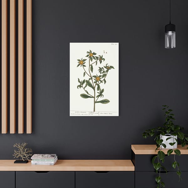 15140461656633047951_2048-1.jpeg Spiny Starwort (Pallenis spinosa), A Curious Herbal – Elizabeth Blackwell (1739) – Botanical Canvas Print