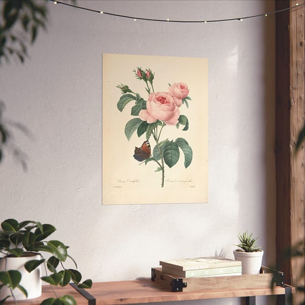 15225558807603806722_2048-1.jpeg Rosa Centifolia (Rosier à cent feuilles) – Pierre-Joseph Redouté (c. 1817-24) – Botanical Poster Print