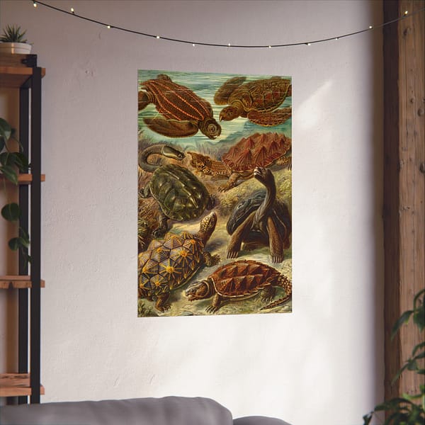 15358564093310038441_2048-1.jpeg Sea Turtles & Tortoises (Chelonia), Kunstformen der Natur – Ernst Haeckel (1904) – Natural History Poster Print
