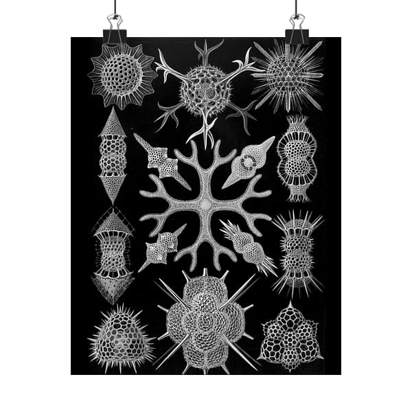 15546405515815492001_2048-1.jpeg Ernst Haeckel - Spumellaria, Kunstformen der Natur, plate 91 (1904) - Zoology Poster Print, Natural History Wall Art, Oceanography Decor