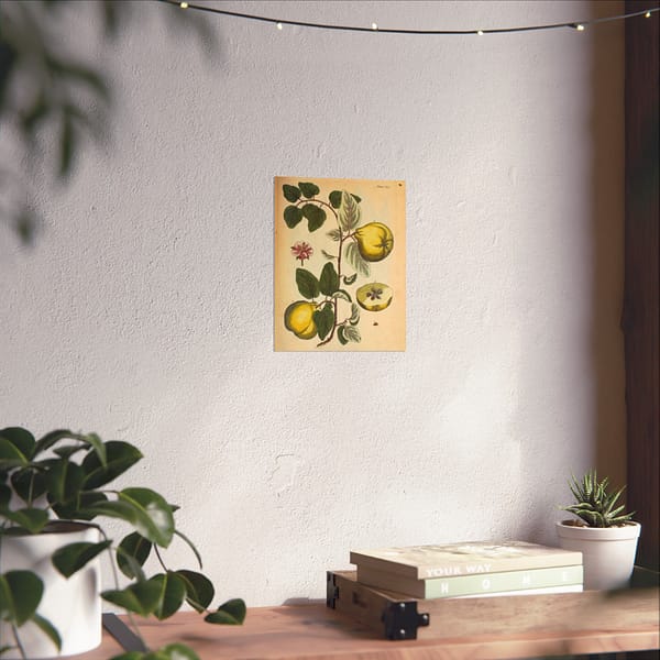 15550982726296653173_2048-1.jpeg Quinces (Cydonea, or Mala cotonea major), A Curious Herbal – Elizabeth Blackwell (1737) – Botanical Poster Print