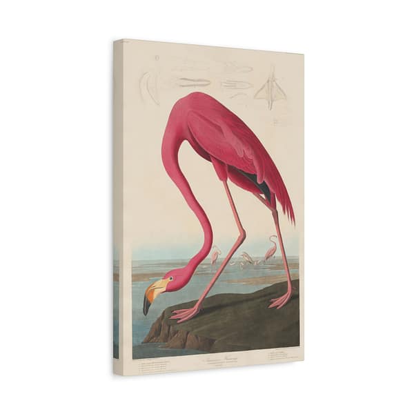 15870378298953218775_2048-1.jpeg American Flamingo, Birds of America – John James Audubon (1838) – Natural History Canvas Print