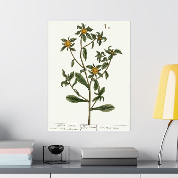1590733139008440498_2048-1.jpeg Spiny Starwort (Pallenis spinosa), A Curious Herbal – Elizabeth Blackwell (1739) – Botanical Poster Print