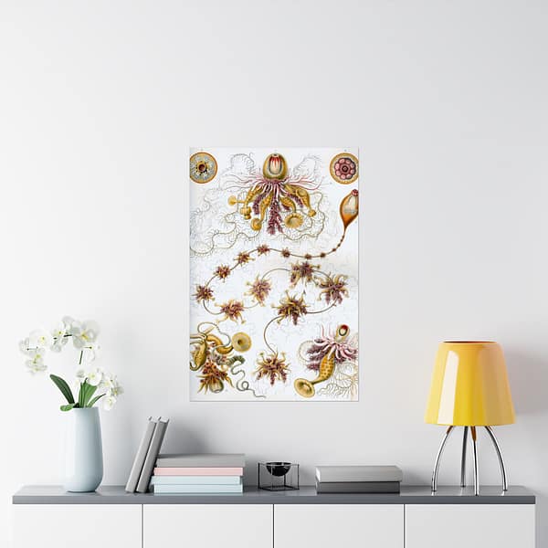 15985533887153128203_2048-1.jpeg Siphonophorae, Kunstformen der Natur, plate 7 – Ernst Haeckel (1904) – Natural History Poster Print