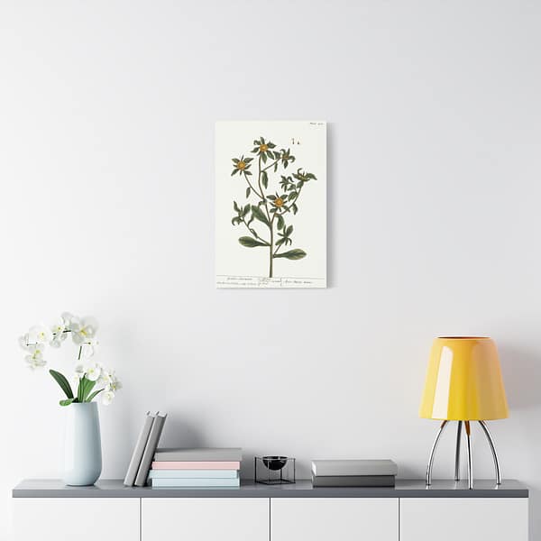 16612895509332131318_2048-1.jpeg Spiny Starwort (Pallenis spinosa), A Curious Herbal – Elizabeth Blackwell (1739) – Botanical Canvas Print