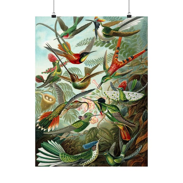 16884611791980326691_2048-1.jpeg Hummingbirds (Trochilidae), Kunstformen der Natur – Ernst Haeckel (1904) – Natural History Poster Print