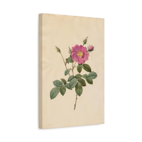 16966975812265199218_2048-1.jpeg Cabbage Rose (Rosa Centifolia Simplex) – Pierre-Joseph Redouté (c. 1817-24) – Botanical Canvas Print