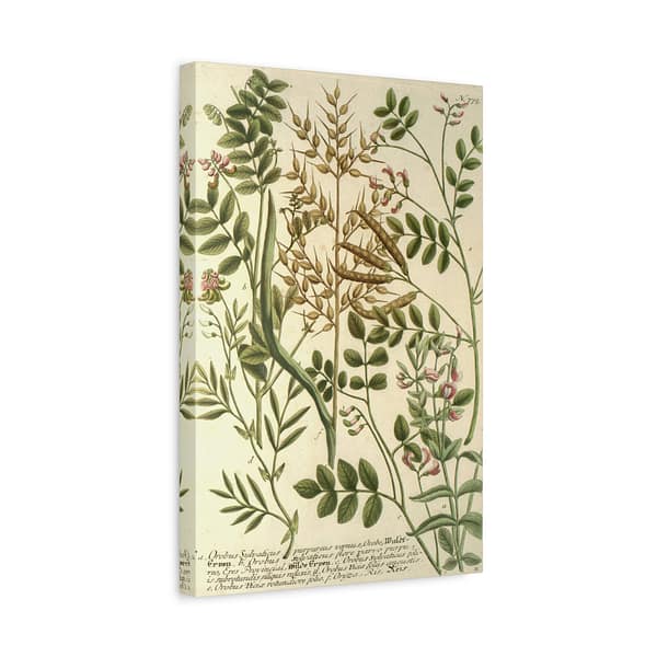 17210156303556368567_2048.jpeg Phytanthoza iconographia, Vol. 3, plate 775 – Johann Wilhelm Weinmann (1742) – Botanical Canvas Print