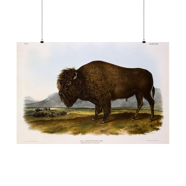 17433942488224372731_2048-1.jpeg Bos Americanus, American Bison or Buffalo, plate 56 – John James Audubon (1845) – Natural History Poster Print