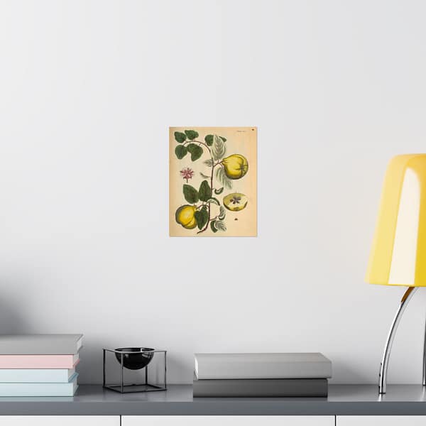 17457196516774061230_2048-1.jpeg Quinces (Cydonea, or Mala cotonea major), A Curious Herbal – Elizabeth Blackwell (1737) – Botanical Poster Print