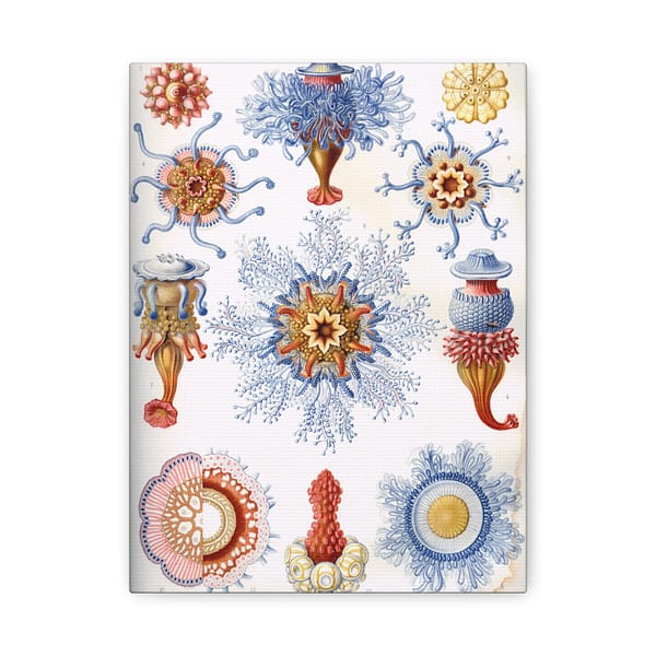 1752503704413730235_2048-1.jpeg Siphonophorae, Kunstformen der Natur, plate 17 – Ernst Haeckel (1904) – Natural History Canvas Print