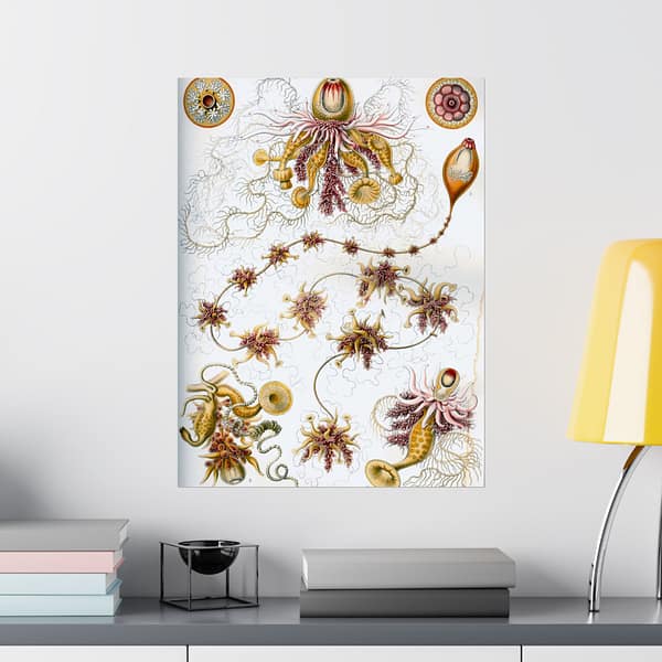 17864467576219289739_2048-1.jpeg Siphonophorae, Kunstformen der Natur, plate 7 – Ernst Haeckel (1904) – Natural History Poster Print