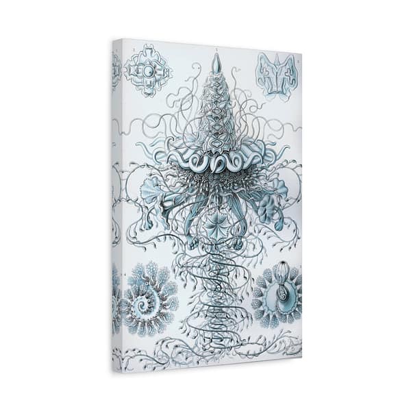 17986118882844120839_2048-1.jpeg Siphonophorae, Kunstformen der Natur, plate 37 – Ernst Haeckel (1904) – Natural History Canvas Print