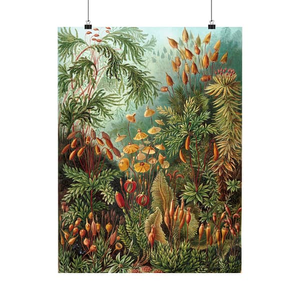 18213588520034370775_2048-1.jpeg Mosses (Muscinae), Kunstformen der Natur – Ernst Haeckel (1904) – Botanical Poster Print