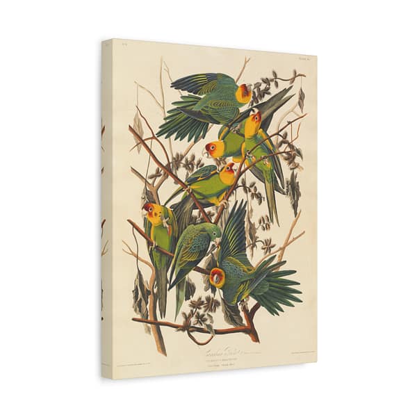 1852960483530196933_2048-1.jpeg Carolina Parakeet, Birds of America – John James Audubon (1828) – Natural History Canvas Print