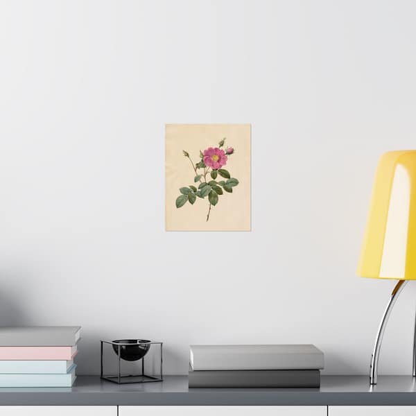 1939787430512331552_2048-1.jpeg Cabbage Rose (Rosa Centifolia Simplex) – Pierre-Joseph Redouté (c. 1817-24) – Botanical Poster Print