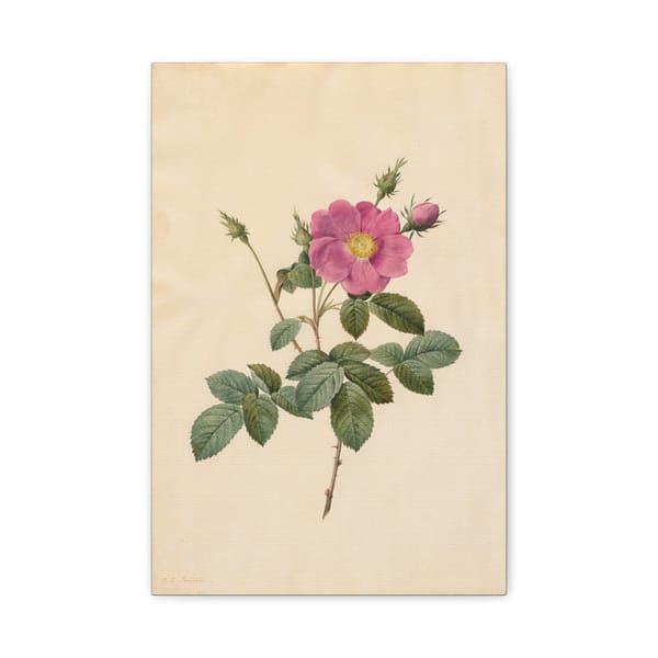 2015454724728190492_2048-1.jpeg Cabbage Rose (Rosa Centifolia Simplex) – Pierre-Joseph Redouté (c. 1817-24) – Botanical Canvas Print
