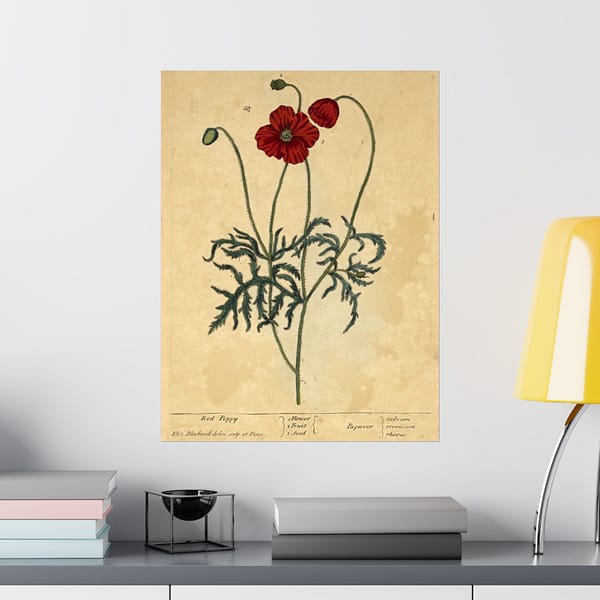 244273023442755424_2048-1.jpeg Red Poppy (Papaver, rubrum, erraticum, rhoeas), A Curious Herbal – Elizabeth Blackwell (1737) – Botanical Poster Print