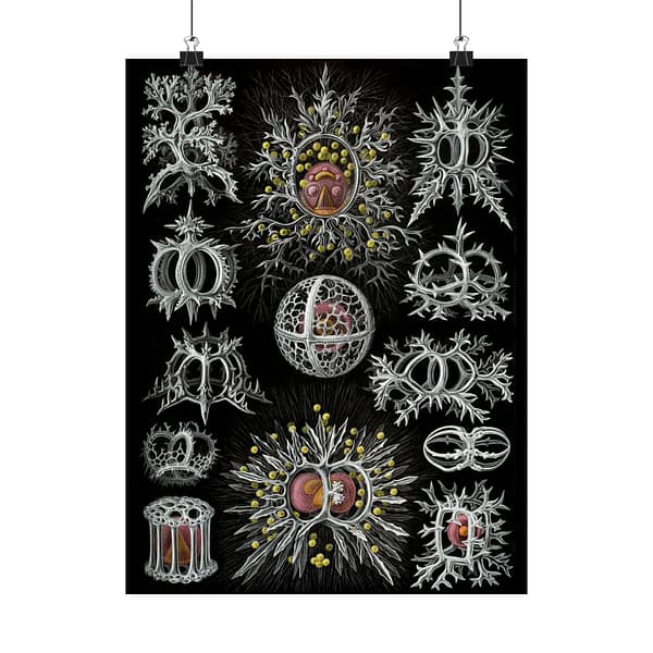 306544005612281827_2048-1.jpeg Radiolaria, Stephoidea – Kunstformen der Natur, plate 71 – Ernst Haeckel (1904) – Natural History Poster Print