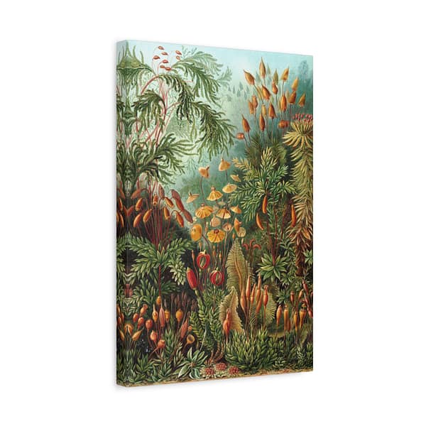 3314112302684043612_2048-1.jpeg Mosses (Muscinae), Kunstformen der Natur – Ernst Haeckel (1904) – Botanical Canvas Print