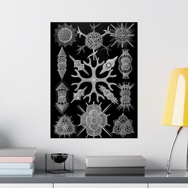 3416961524687237029_2048-1.jpeg Ernst Haeckel - Spumellaria, Kunstformen der Natur, plate 91 (1904) - Zoology Poster Print, Natural History Wall Art, Oceanography Decor