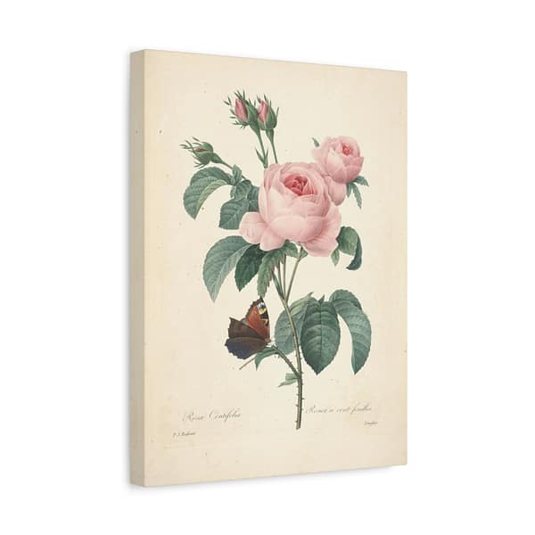 3528024699863311683_2048-1.jpeg Rosa Centifolia (Rosier à cent feuilles) – Pierre-Joseph Redouté (c. 1817-24) – Botanical Canvas Print