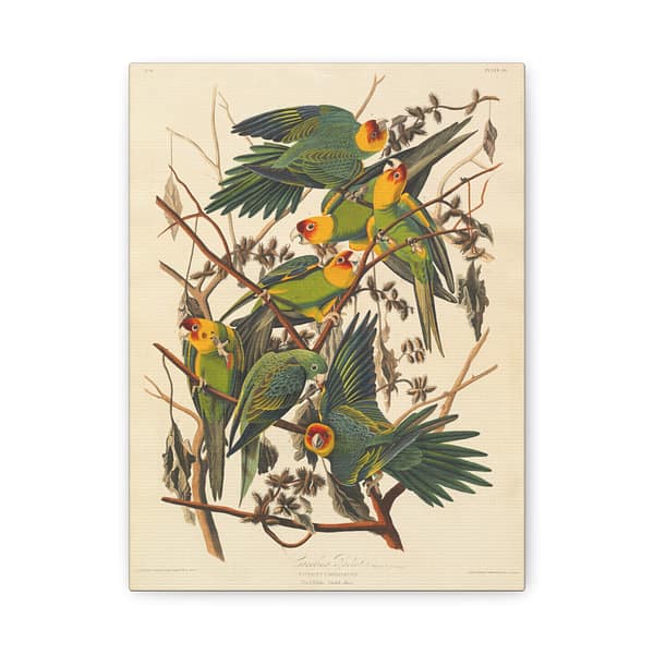 3549958861130429358_2048-1.jpeg Carolina Parakeet, Birds of America – John James Audubon (1828) – Natural History Canvas Print