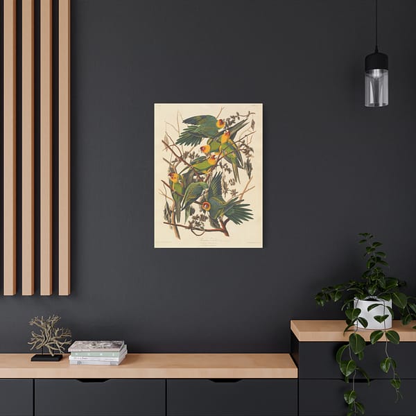 3626755791881559742_2048-1.jpeg Carolina Parakeet, Birds of America – John James Audubon (1828) – Natural History Canvas Print