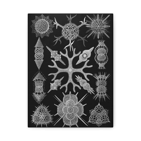 3679922839183438401_2048-1.jpeg Spumellaria, Kunstformen der Natur, plate 91 – Ernst Haeckel (1904) – Natural History Canvas Print