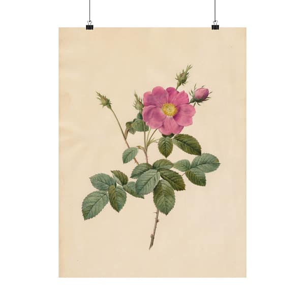3951729509185548000_2048-1.jpeg Cabbage Rose (Rosa Centifolia Simplex) – Pierre-Joseph Redouté (c. 1817-24) – Botanical Poster Print