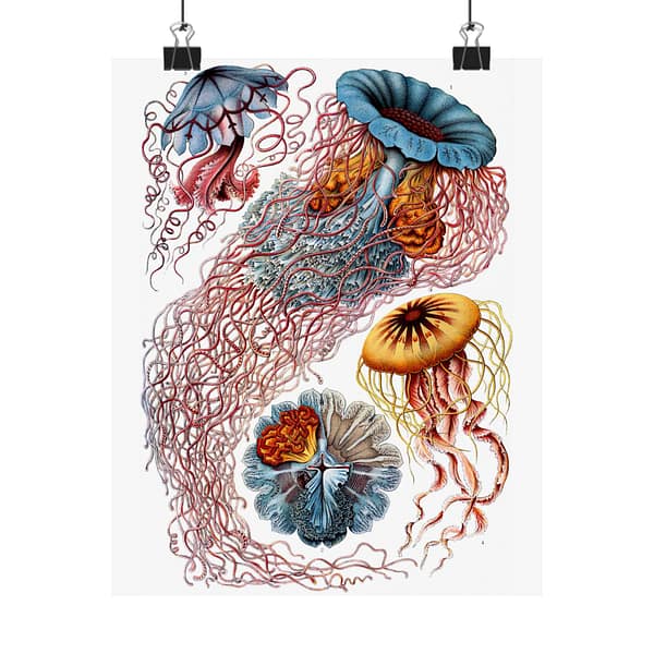 4189874505840943214_2048-1.jpeg Jellyfish (Discomedusae), Kunstformen der Natur – Ernst Haeckel (1904) – Natural History Poster Print