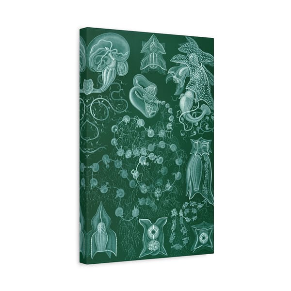 4345420223869893066_2048-1.jpeg Siphonophorae, Kunstformen der Natur, plate 77 – Ernst Haeckel (1904) – Natural History Canvas Print