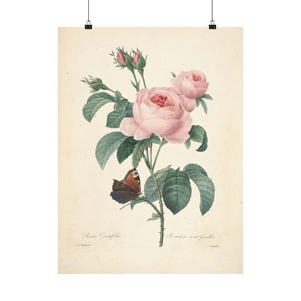 4626628685287340691_2048-1.jpeg Rosa Centifolia (Rosier à cent feuilles) – Pierre-Joseph Redouté (c. 1817-24) – Botanical Poster Print
