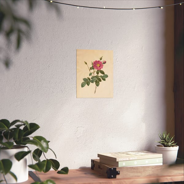 4653167809576559356_2048-1.jpeg Cabbage Rose (Rosa Centifolia Simplex) – Pierre-Joseph Redouté (c. 1817-24) – Botanical Poster Print