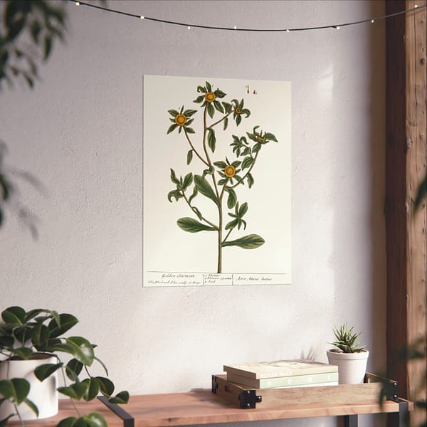 4764861613210595494_2048-1.jpeg Spiny Starwort (Pallenis spinosa), A Curious Herbal – Elizabeth Blackwell (1739) – Botanical Poster Print