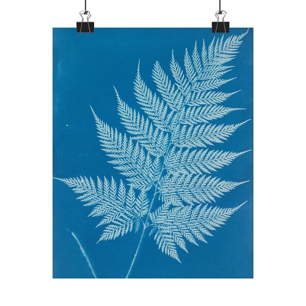 4844419928498634486_2048-1.jpeg New Zealand Cyanotype – Anna Atkins (c. 1853-54) – Botanical Poster Print