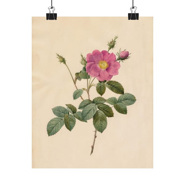 4912006843561736528_2048-1.jpeg Cabbage Rose (Rosa Centifolia Simplex) – Pierre-Joseph Redouté (c. 1817-24) – Botanical Poster Print